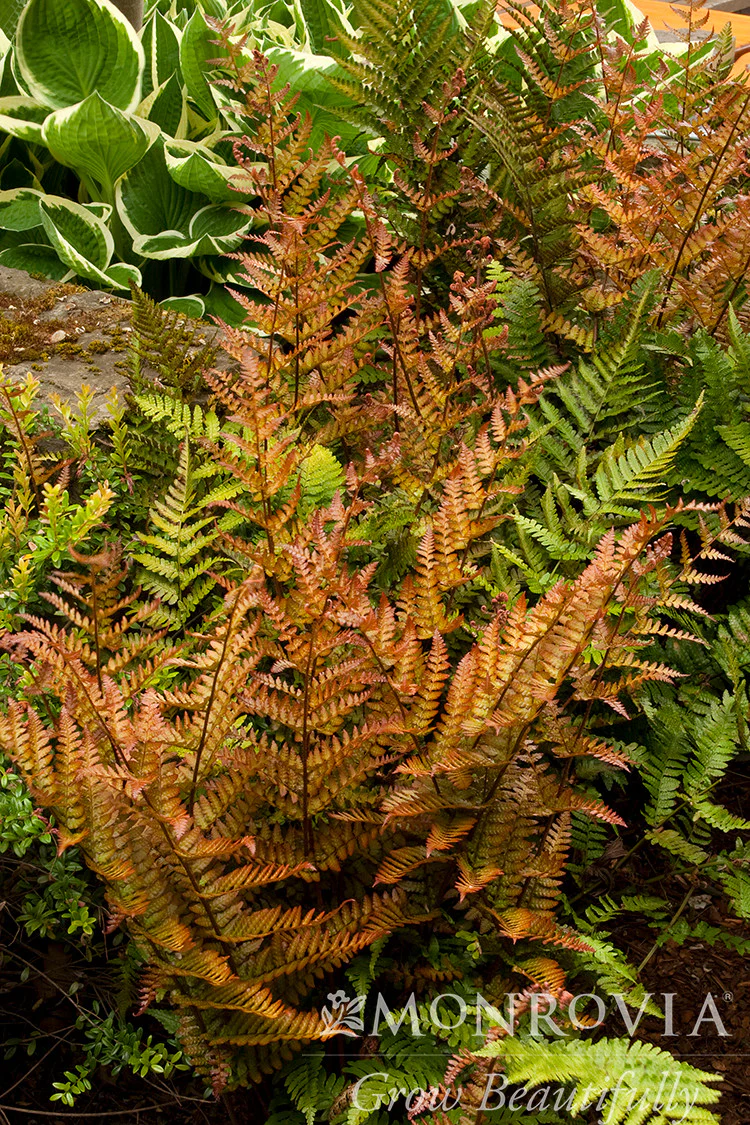 Autumn Fern - Monrovia - Image 3