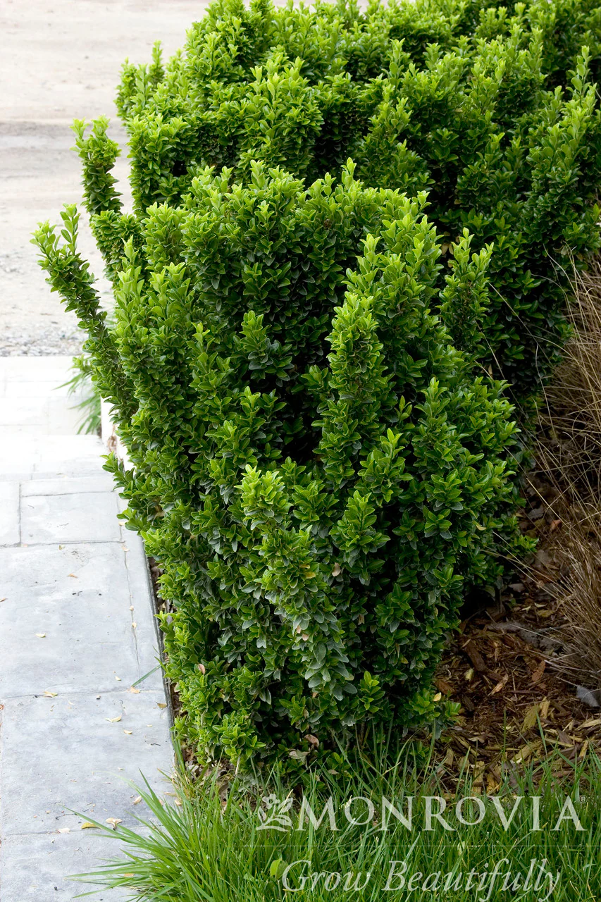 Green Spire Euonymus - Monrovia