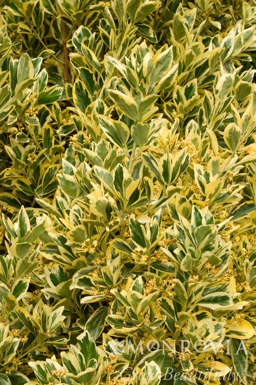 Silver King Euonymus - Monrovia