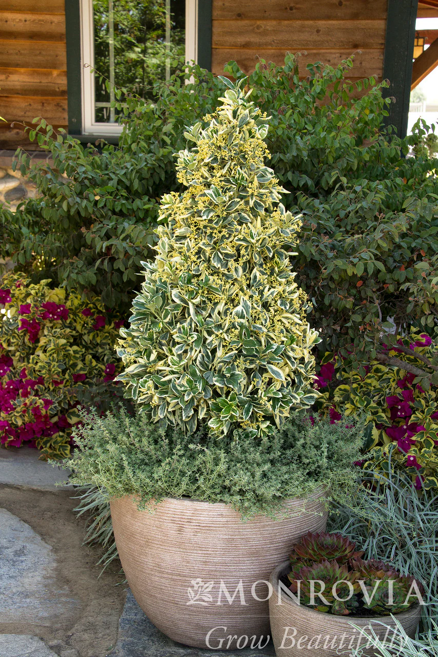 Silver King Euonymus - Monrovia - Image 2
