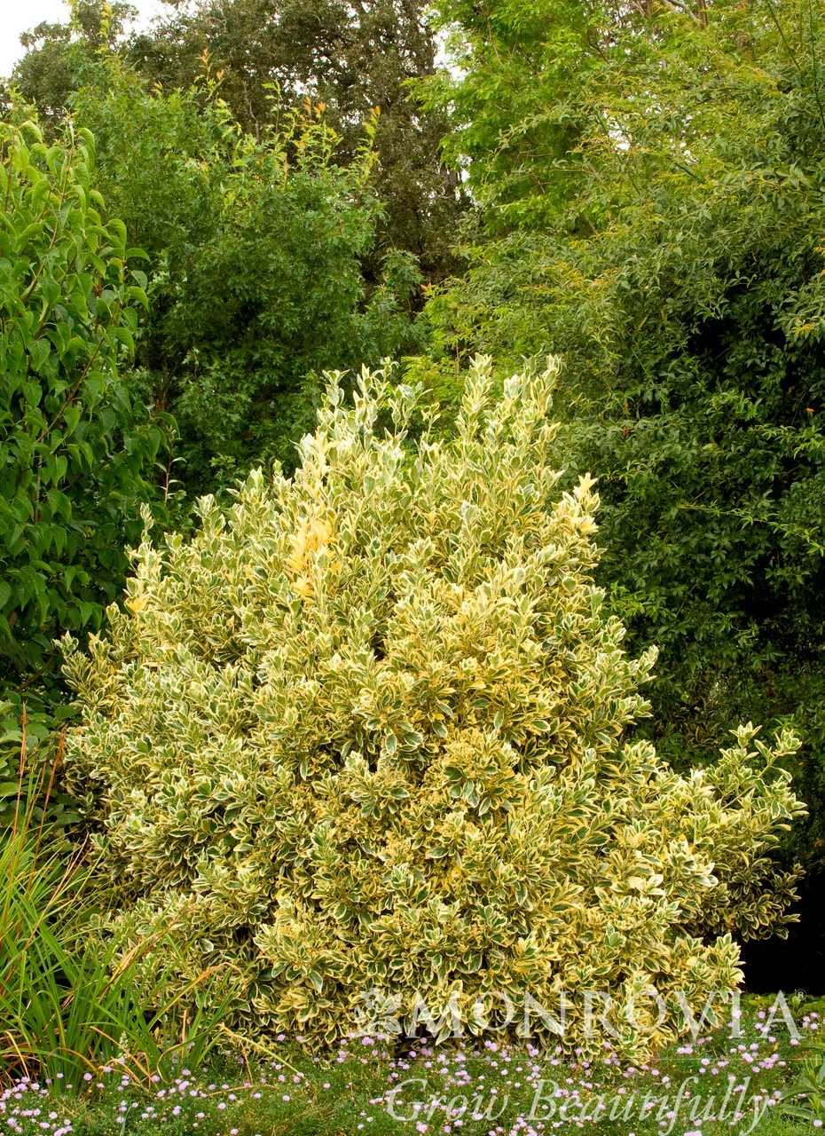 Silver King Euonymus - Monrovia - Image 3
