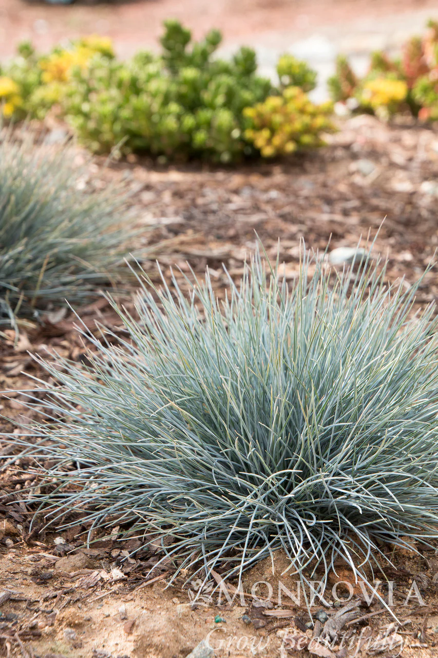 Elijah Blue Fescue - Monrovia