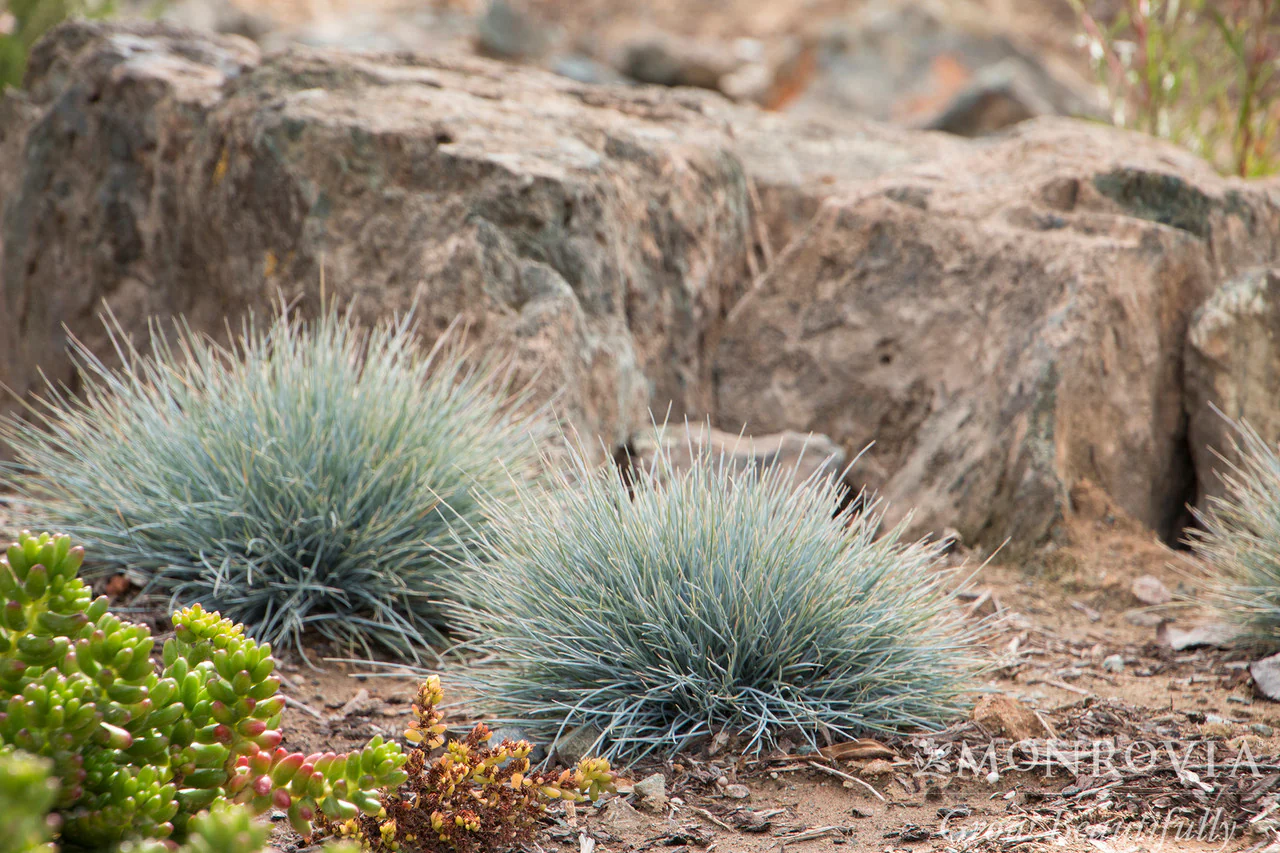 Elijah Blue Fescue - Monrovia - Image 2