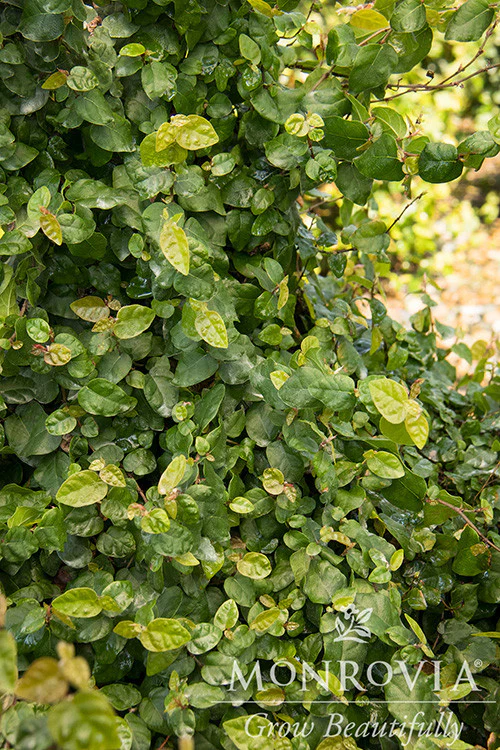 Creeping Fig - Monrovia