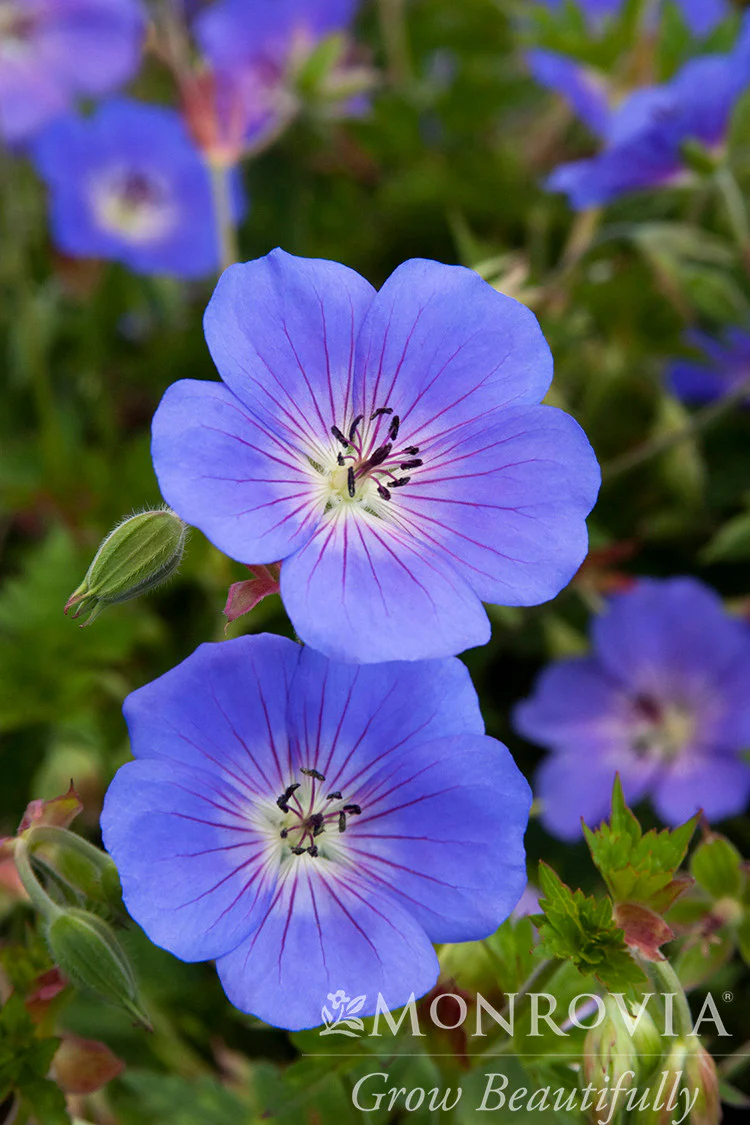 Rozanne Cranesbill - Monrovia