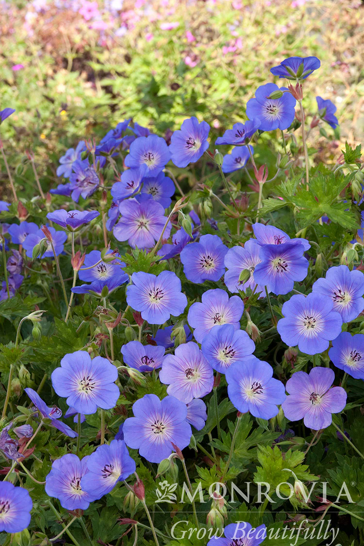 Rozanne Cranesbill - Monrovia - Image 2