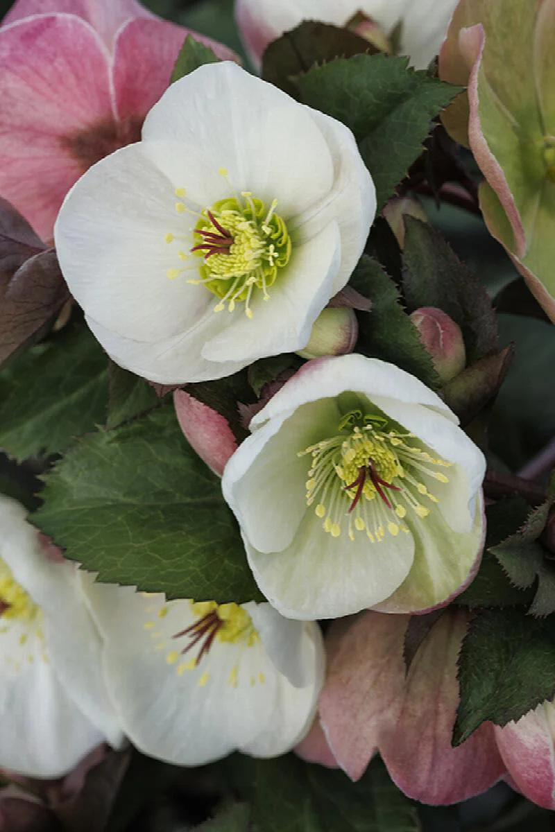 Ice N' Roses® Bianco Hellebore - Monrovia