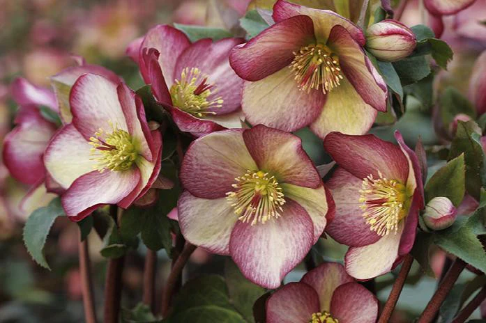 Ice N' Roses® Rose Hellebore - Monrovia