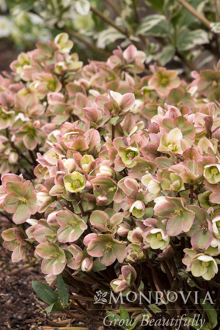 Ivory Prince Hellebore - Monrovia