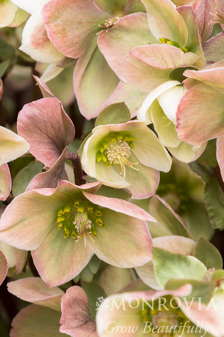 Ivory Prince Hellebore - Monrovia - Image 2