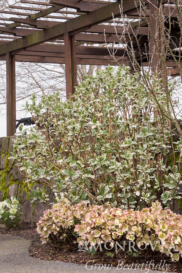 Ivory Prince Hellebore - Monrovia - Image 3