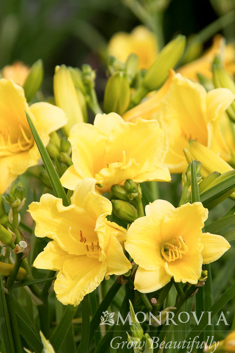 Happy Returns Dwarf Daylily - Monrovia