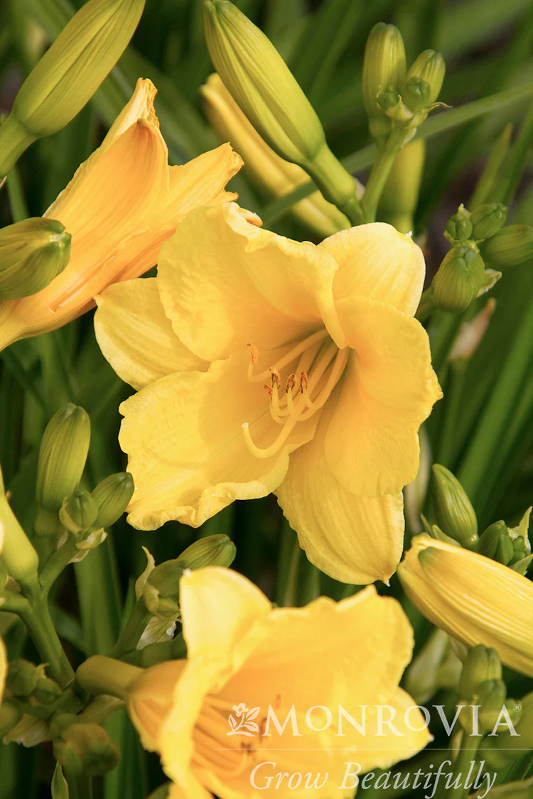 Happy Returns Dwarf Daylily - Monrovia - Image 2