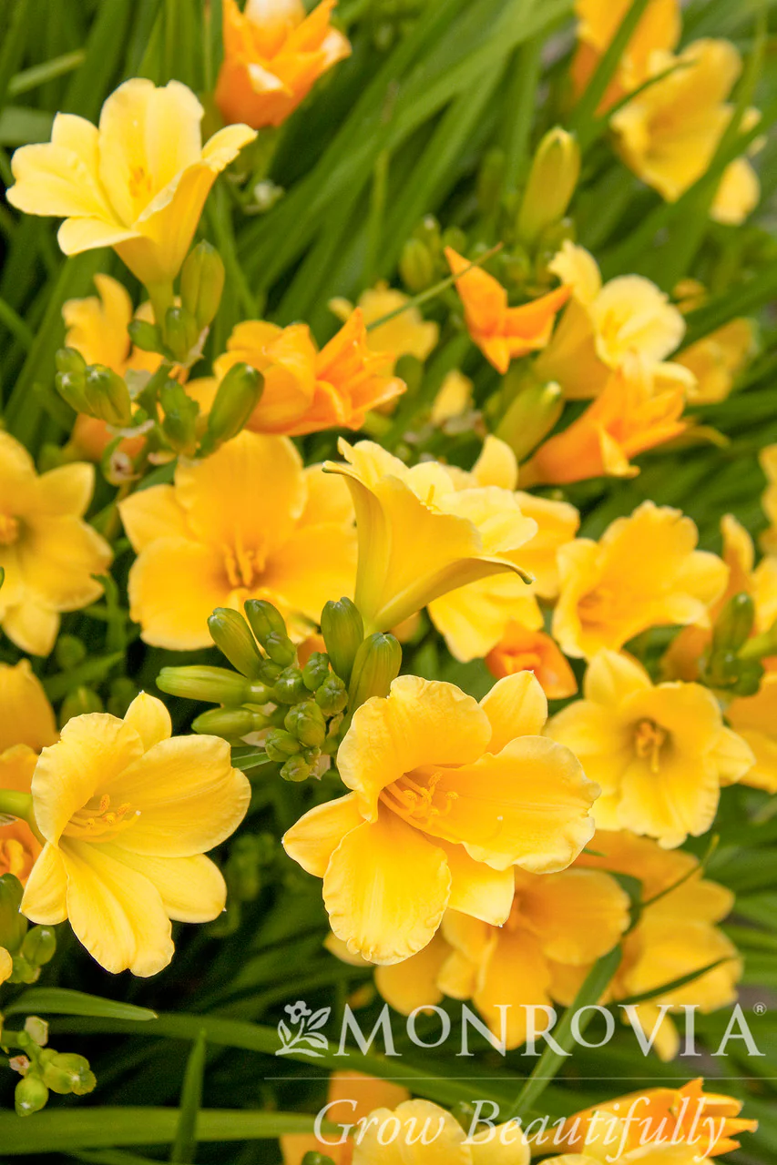 Stella De Oro Dwarf Daylily - Monrovia