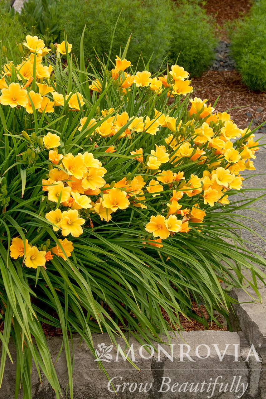 Stella De Oro Dwarf Daylily - Monrovia - Image 2
