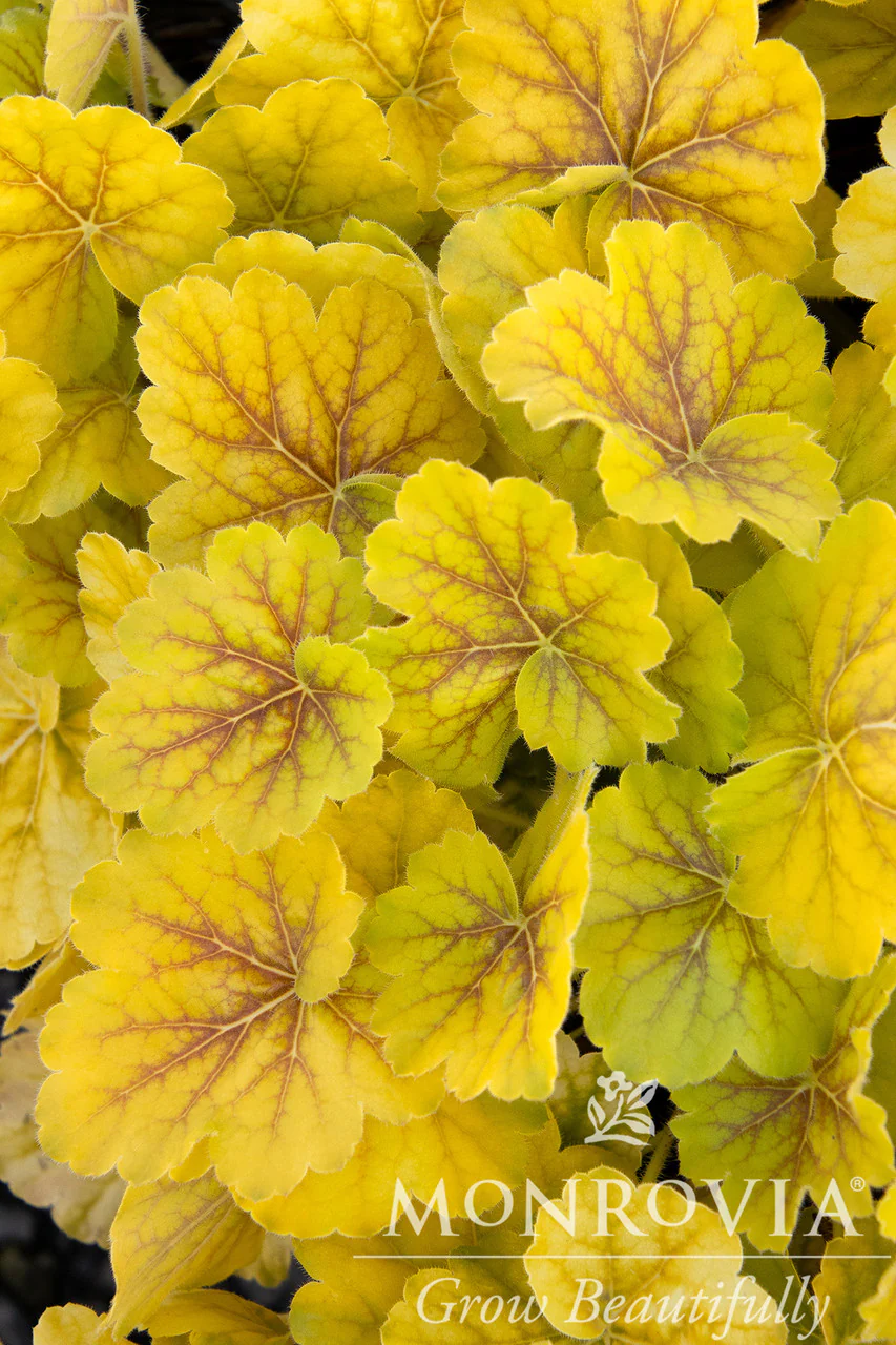 Northern Exposure™ Sienna Heuchera - Monrovia - Image 2