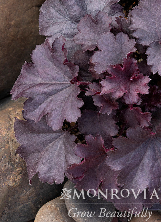 Sirens' Song™ Dark Night Heuchera - Monrovia
