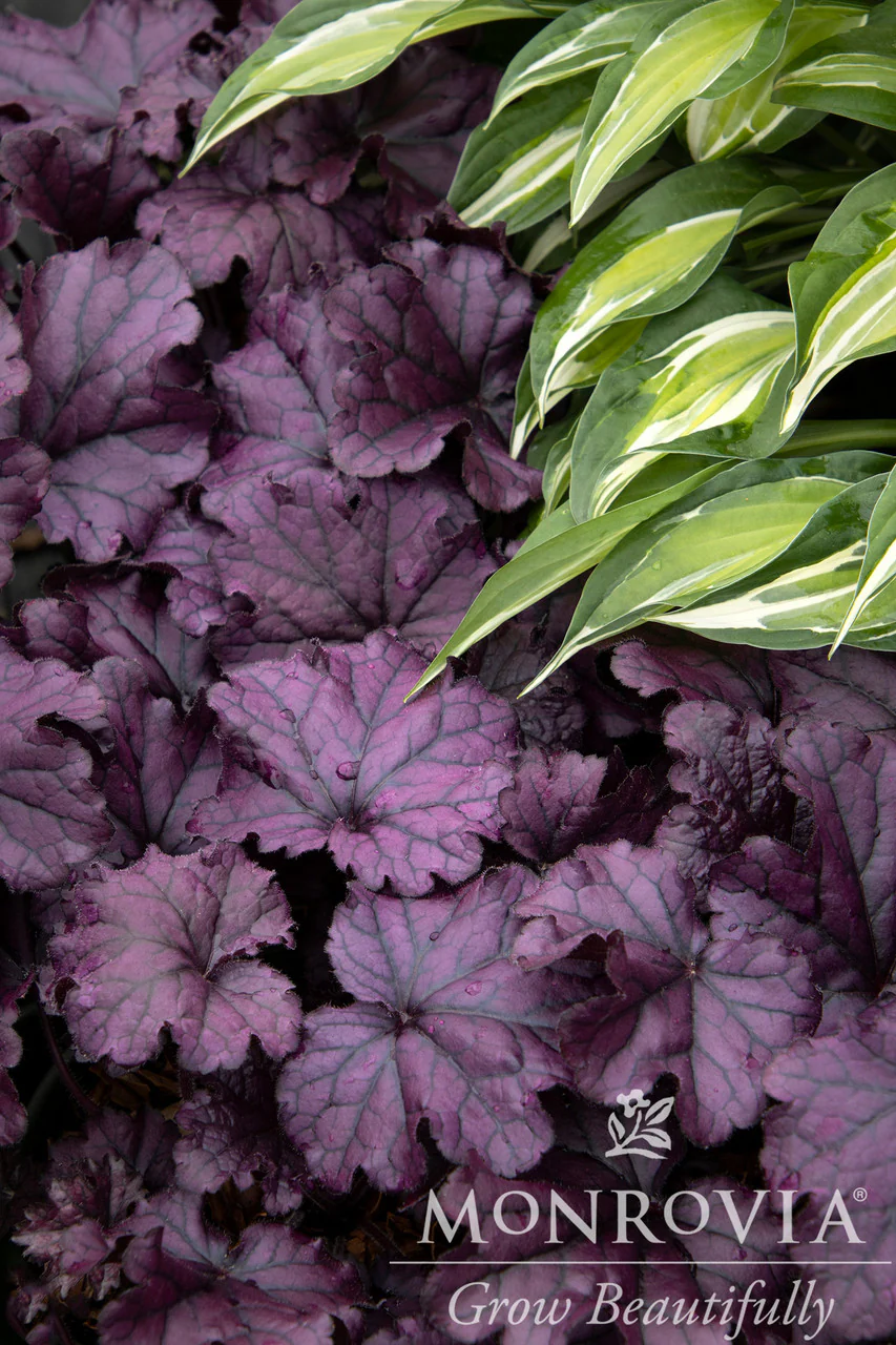 Forever® Purple Heuchera - Monrovia - Image 2