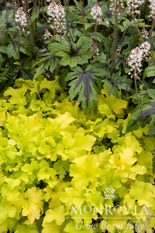 Lime Marmalade Heuchera - Monrovia