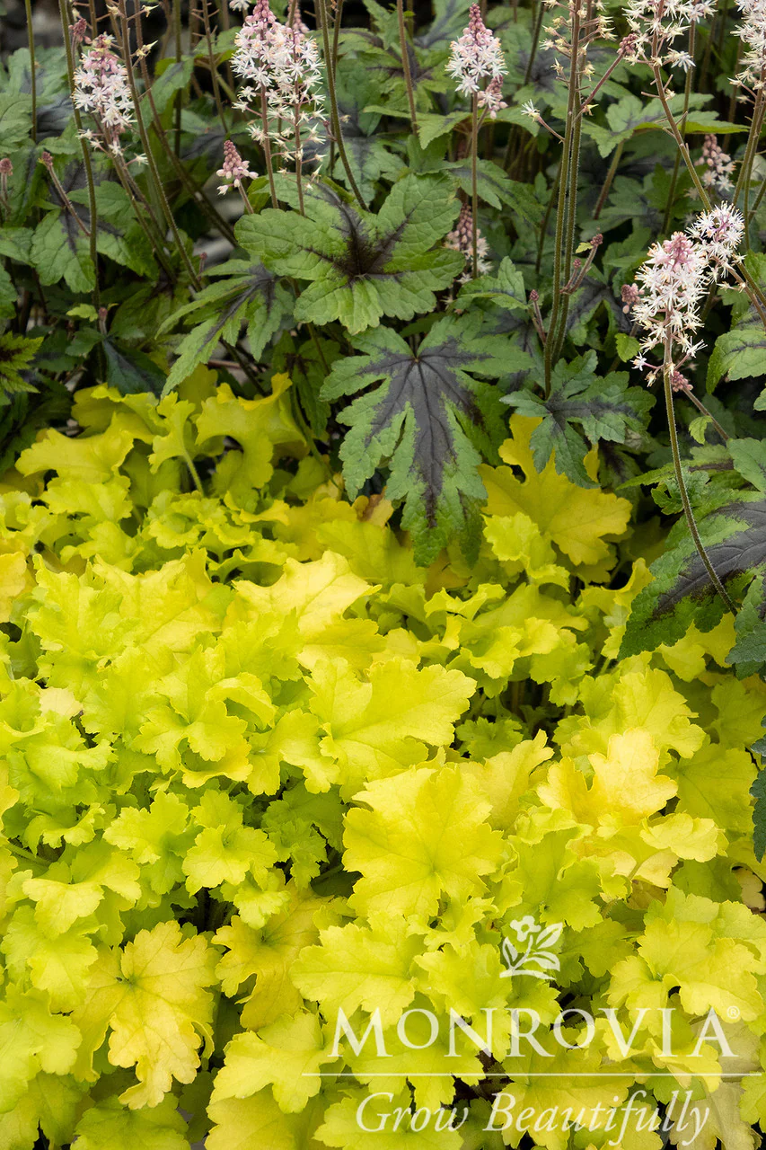 Lime Marmalade Heuchera - Monrovia - Image 2