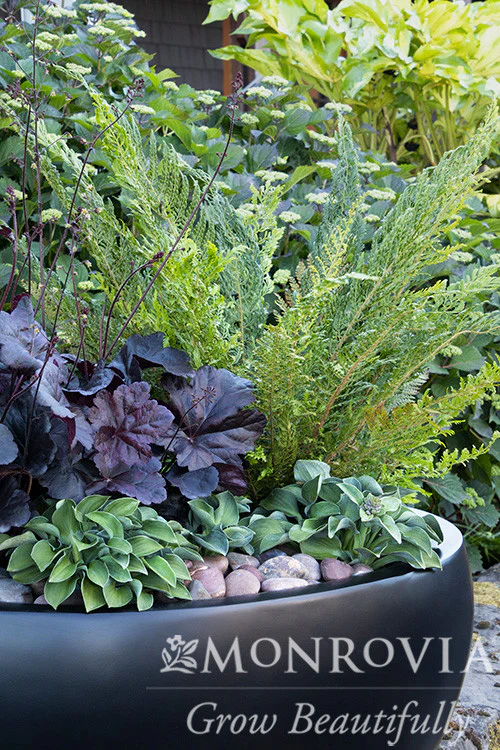 Obsidian Heuchera - Monrovia - Image 3
