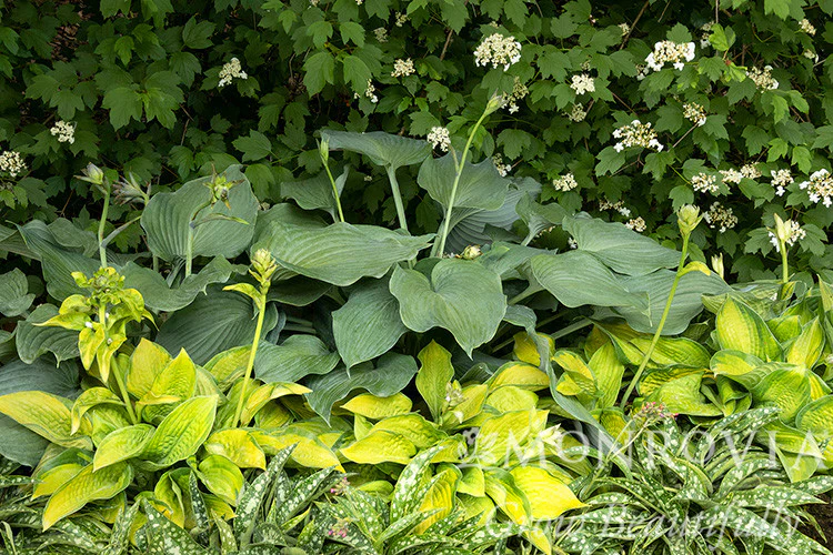 Blue Angel Hosta - Monrovia
