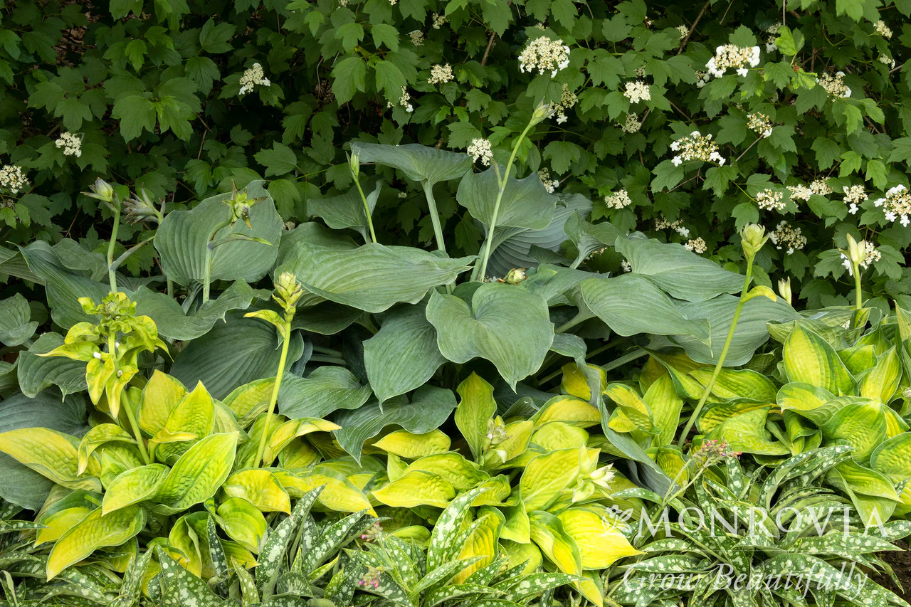 Blue Angel Hosta - Monrovia - Image 2