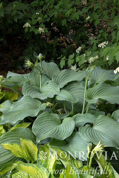 Blue Angel Hosta - Monrovia - Image 3