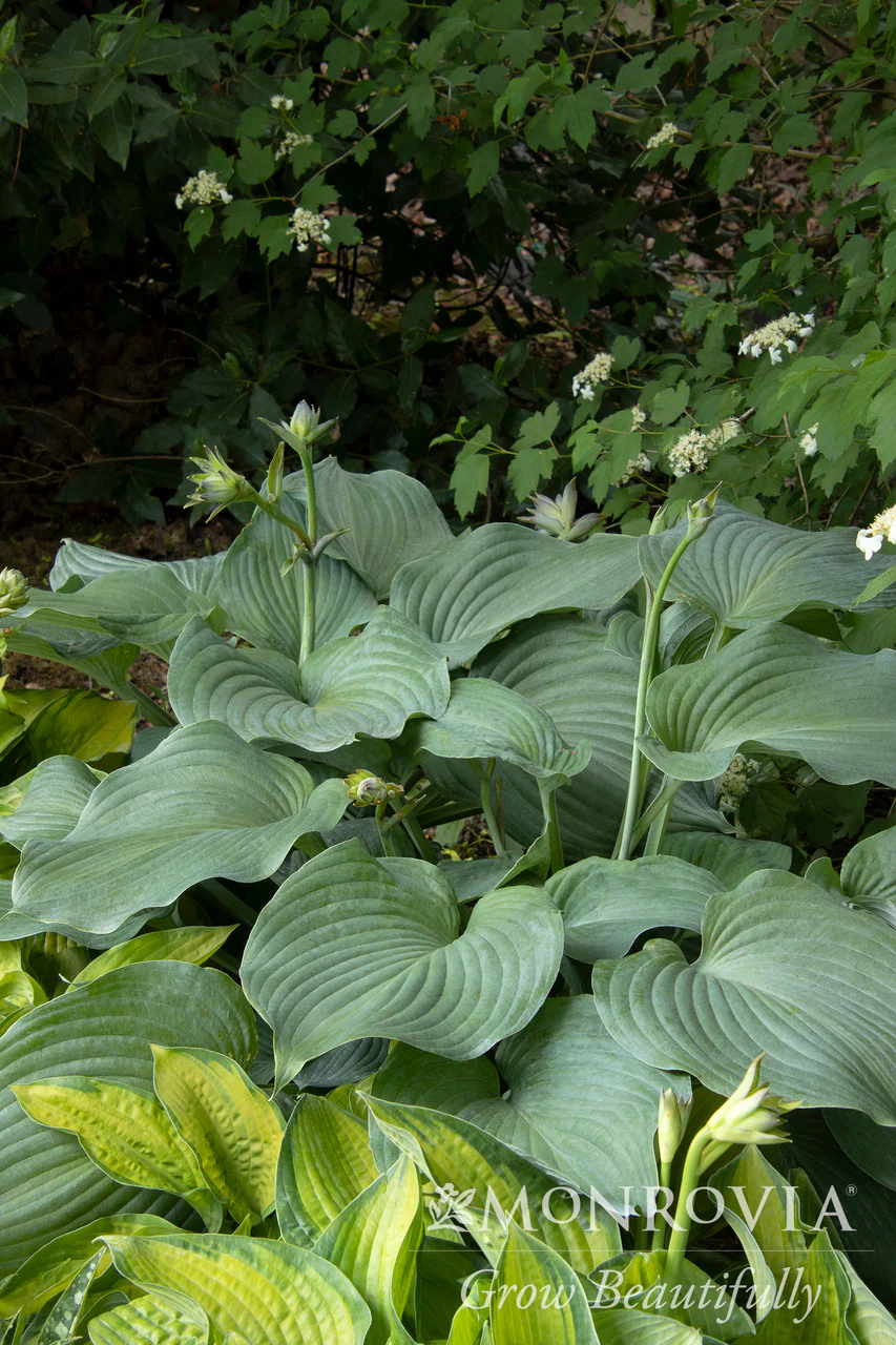 Blue Angel Hosta - Monrovia - Image 4