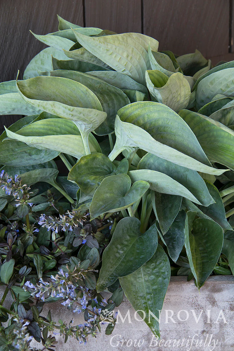 Abiqua Drinking Gourd Hosta - Monrovia