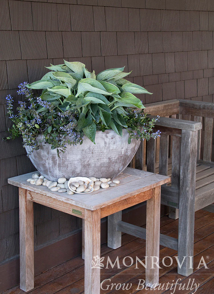 Abiqua Drinking Gourd Hosta - Monrovia - Image 2