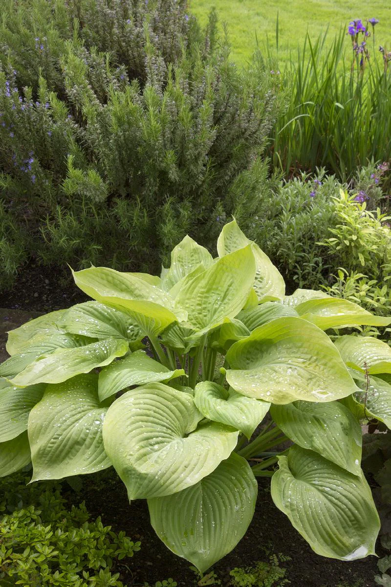 August Moon Hosta - Monrovia