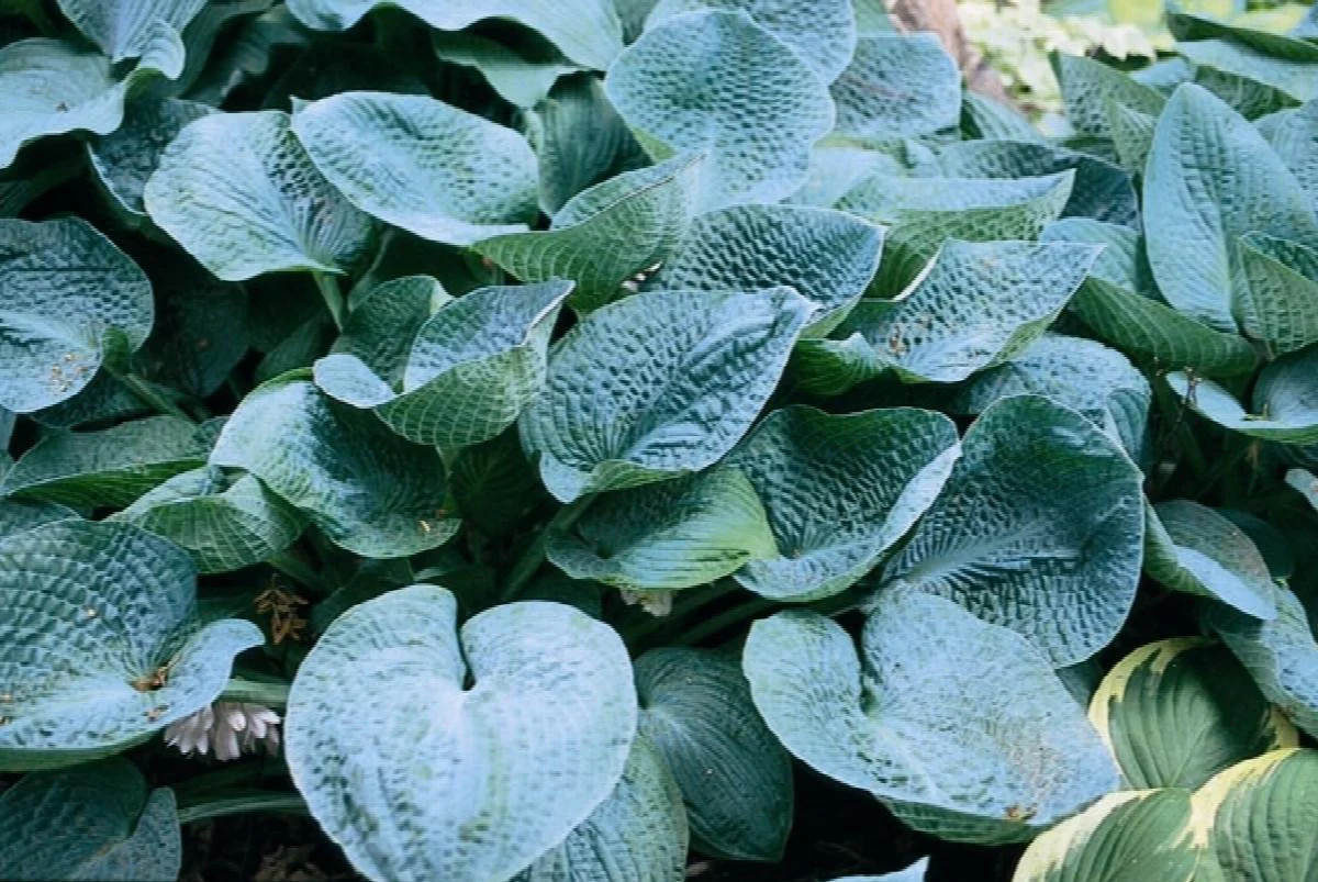 Big Daddy Hosta - Monrovia