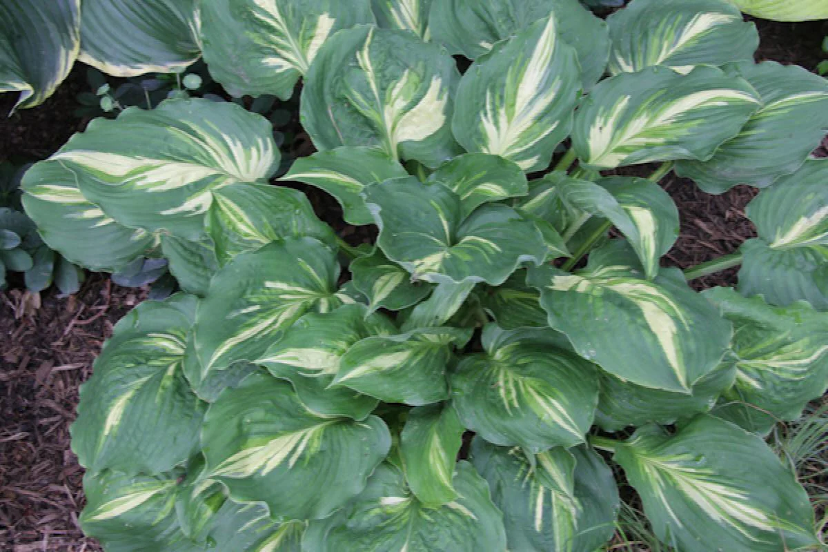 Lakeside Paisley Print Hosta - Monrovia