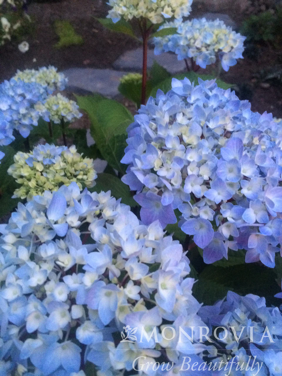 Blue Enchantress® Hydrangea - Monrovia