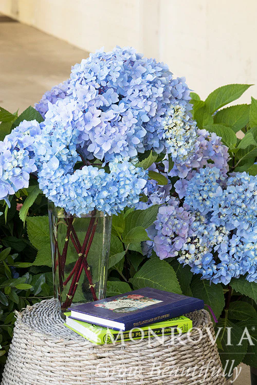 Blue Enchantress® Hydrangea - Monrovia - Image 2