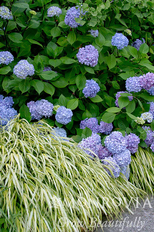 Blue Enchantress® Hydrangea - Monrovia - Image 3