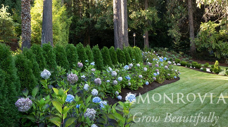 Blue Enchantress® Hydrangea - Monrovia - Image 4