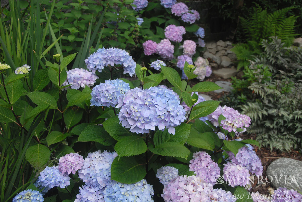 Blue Enchantress® Hydrangea - Monrovia - Image 5