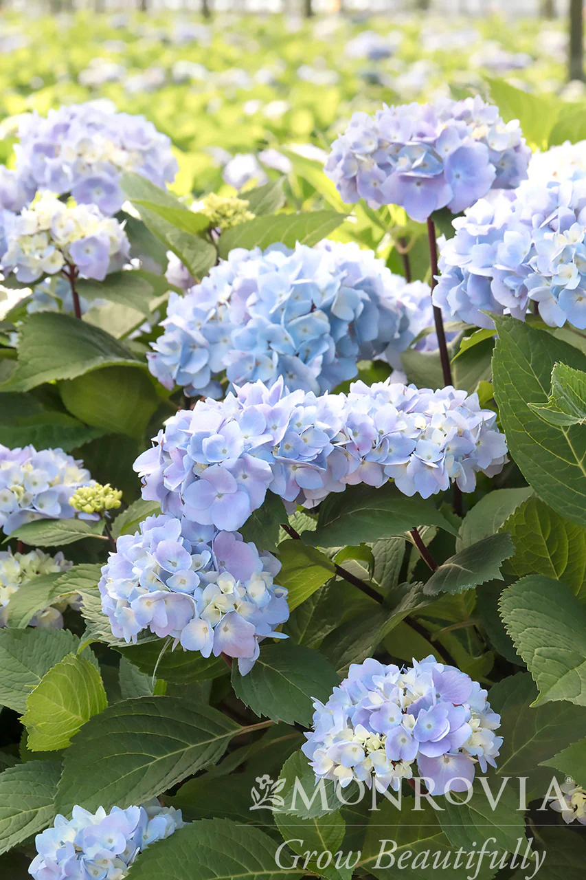 Blue Enchantress® Hydrangea - Monrovia - Image 6