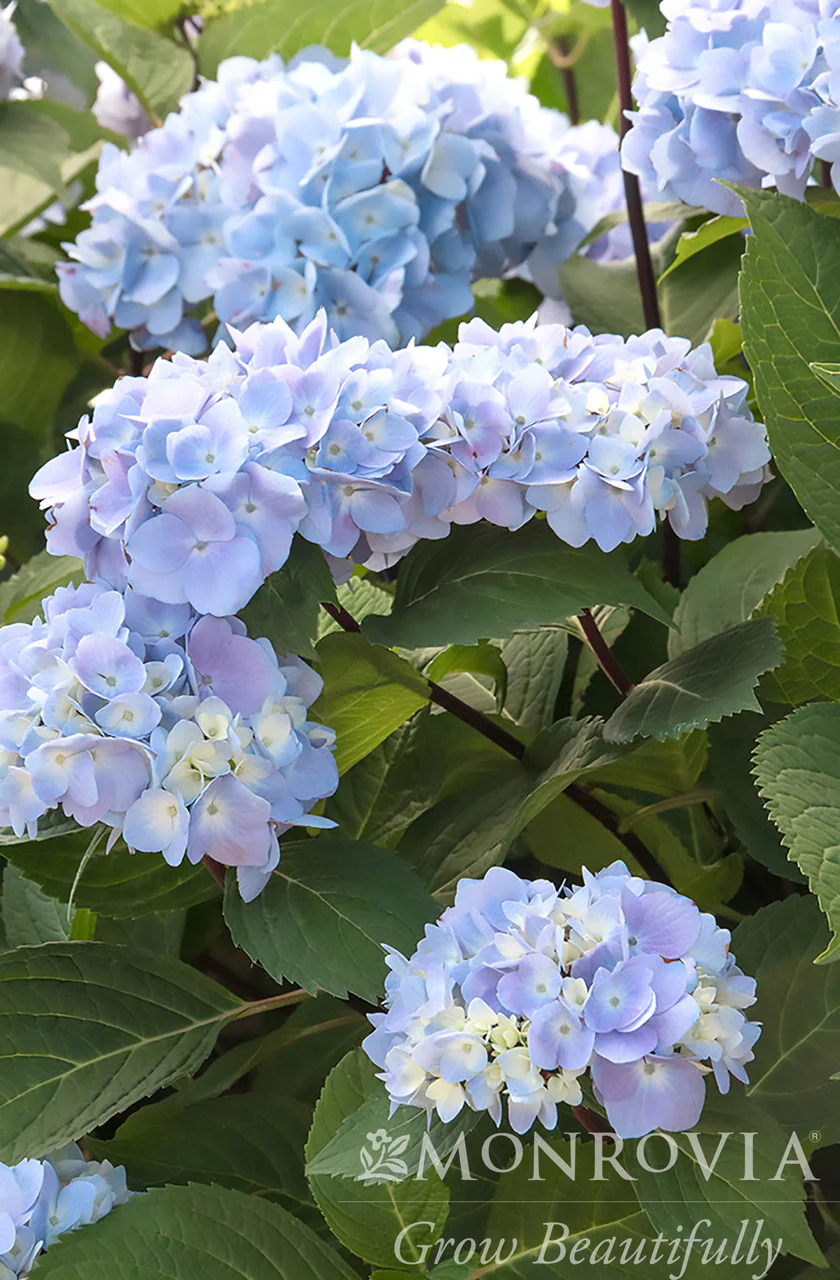 Blue Enchantress® Hydrangea - Monrovia - Image 7