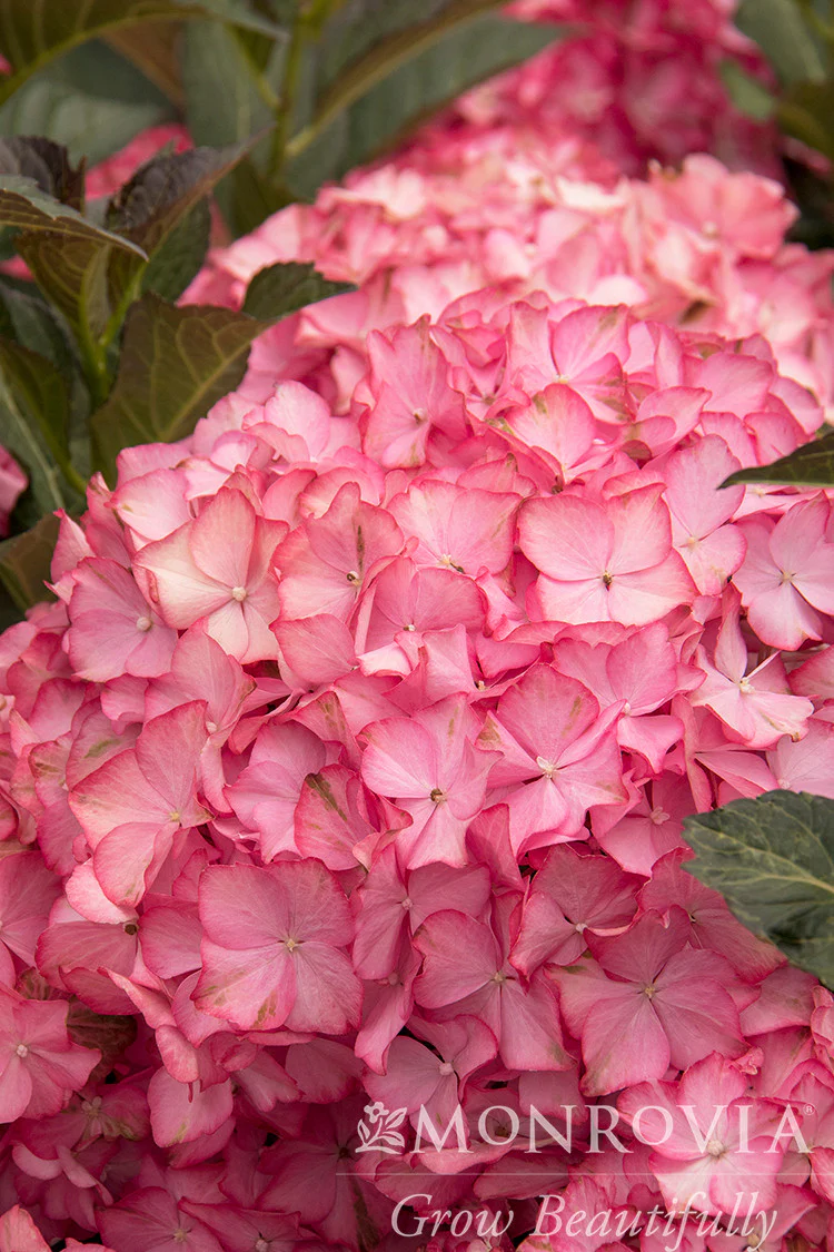 Seaside Serenade® Hamptons Hydrangea - Monrovia