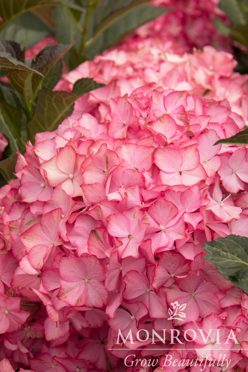 Seaside Serenade® Hamptons Hydrangea - Monrovia - Image 2