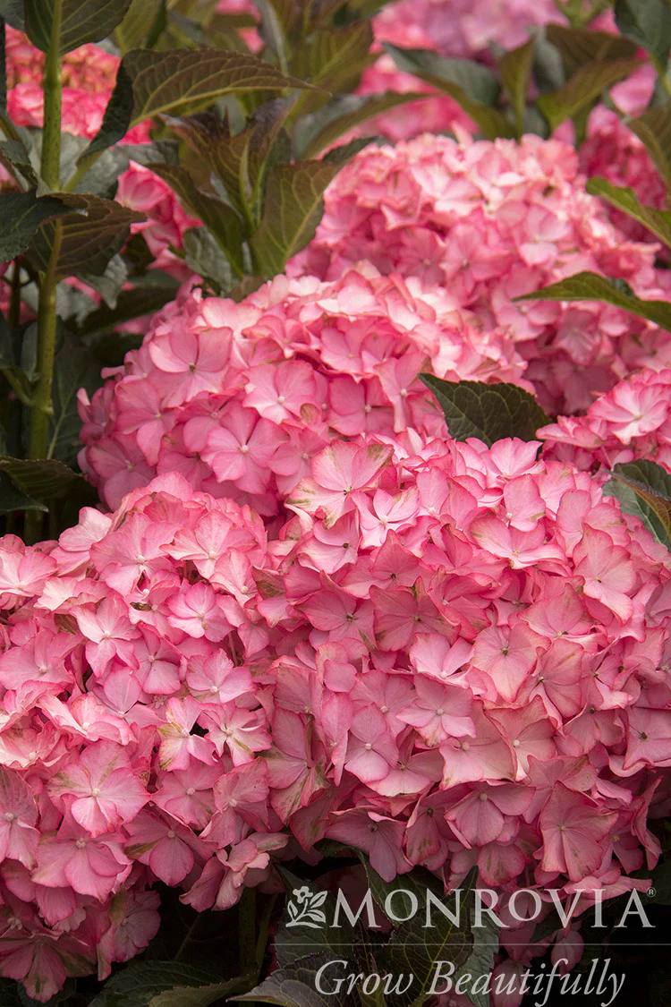 Seaside Serenade® Hamptons Hydrangea - Monrovia - Image 3