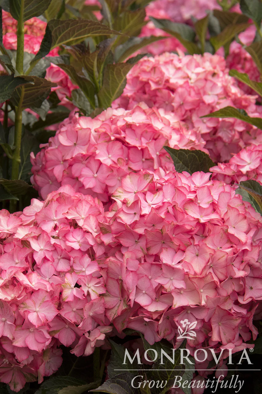 Seaside Serenade® Hamptons Hydrangea - Monrovia - Image 4