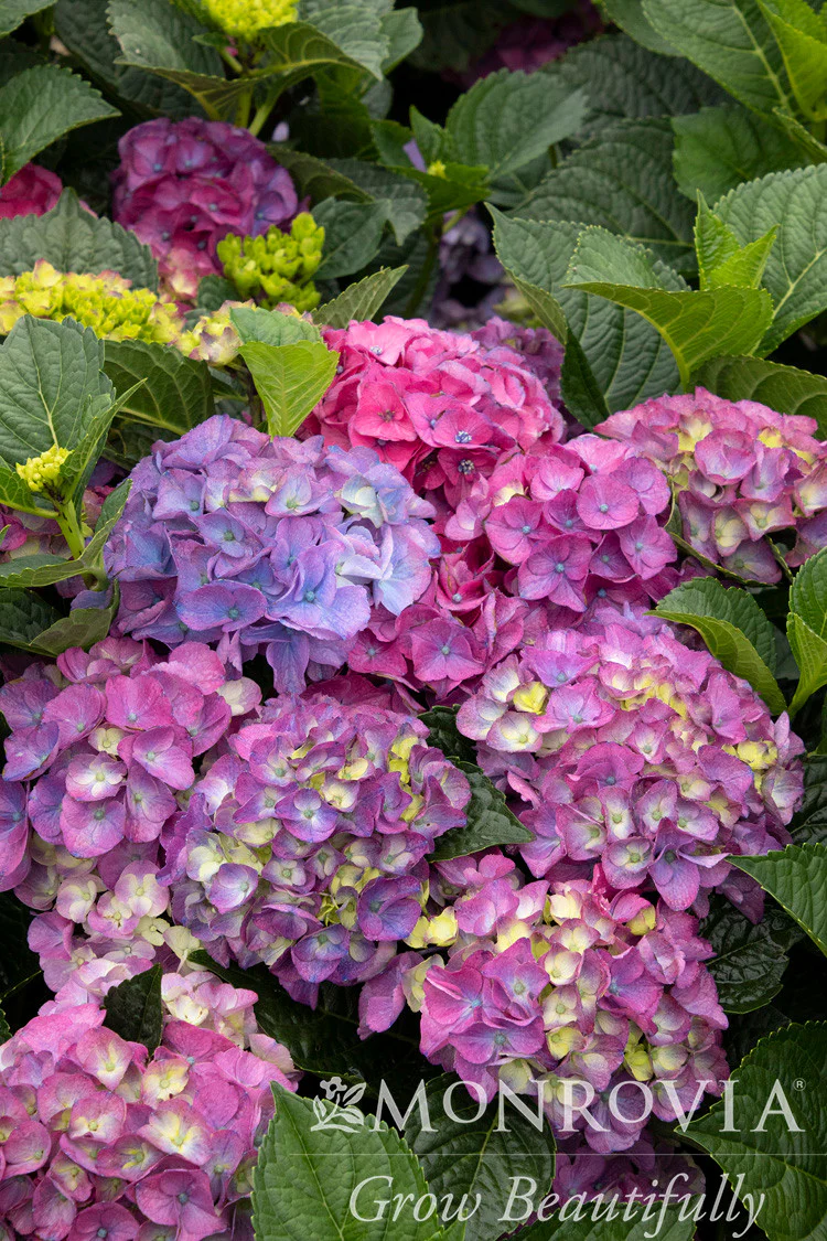 Seaside Serenade® Newport Hydrangea - Monrovia - Image 3