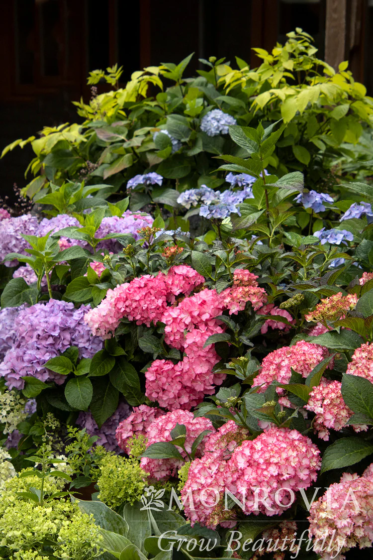 Seaside Serenade® Newport Hydrangea - Monrovia - Image 4