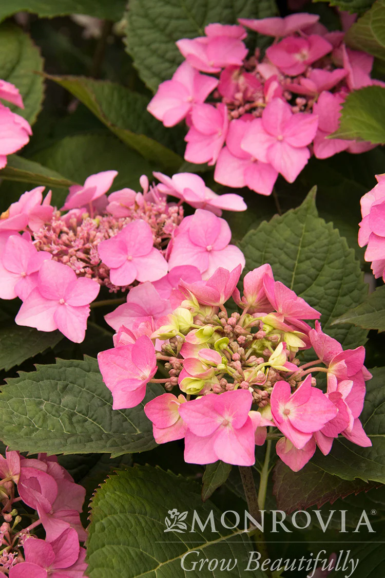 Seaside Serenade® Outer Banks Hydrangea - Monrovia