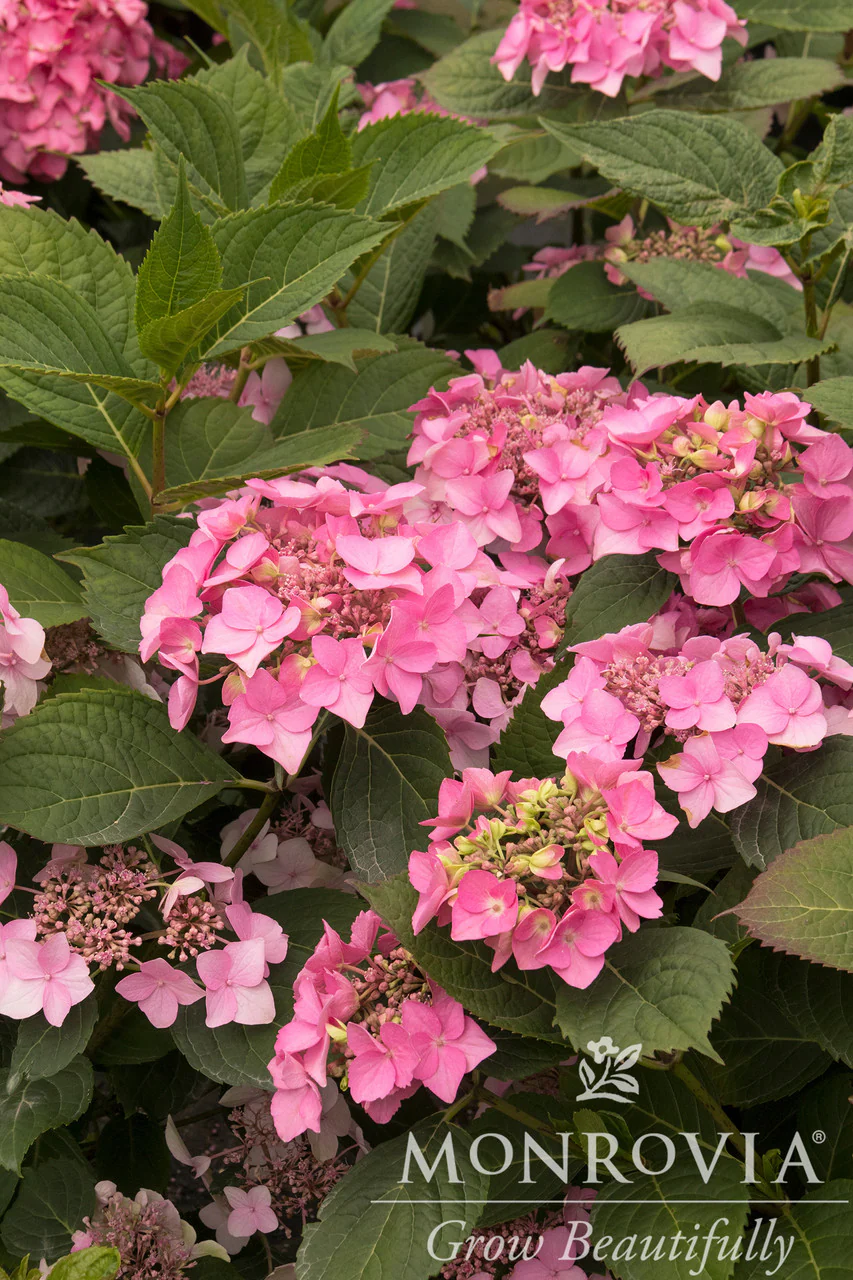 Seaside Serenade® Outer Banks Hydrangea - Monrovia - Image 2