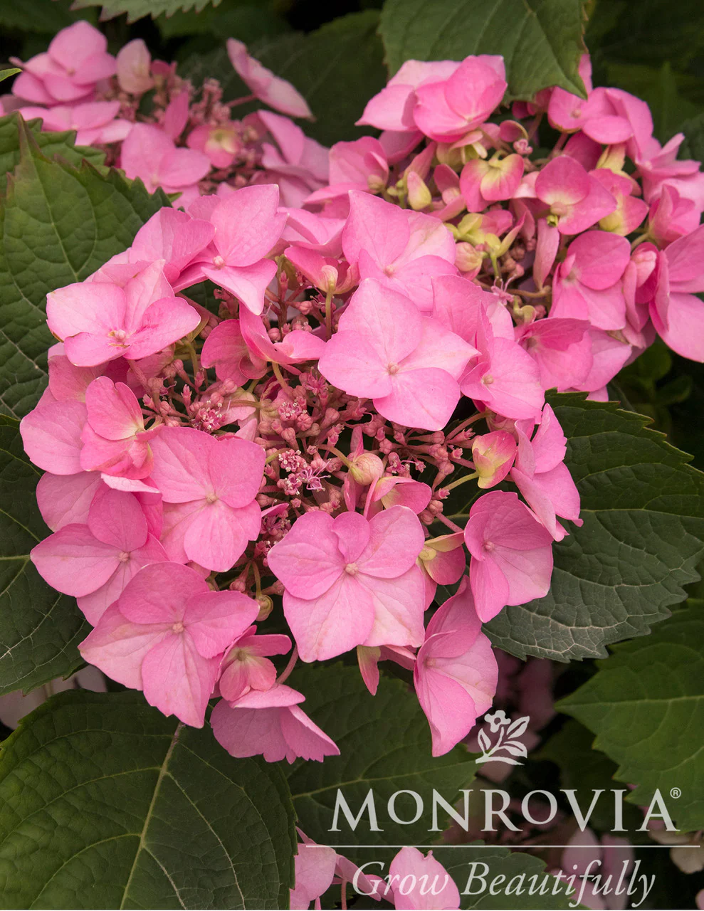 Seaside Serenade® Outer Banks Hydrangea - Monrovia - Image 4